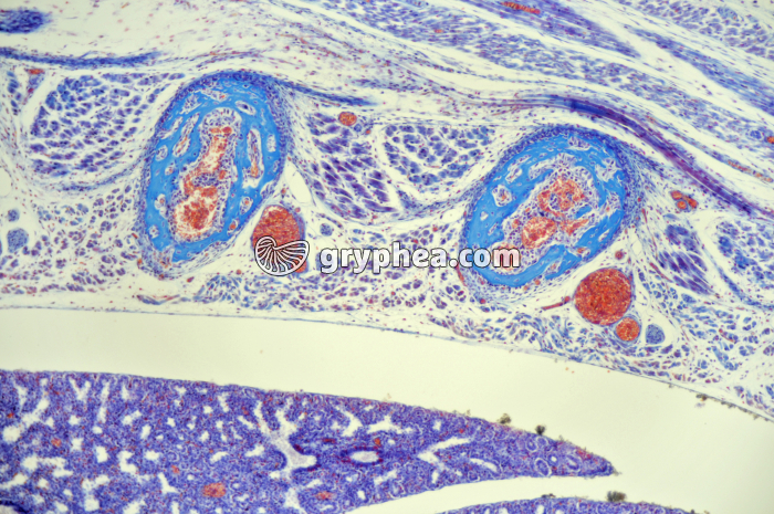 Vertèbres de l'embryon de Souris x25 - gryphea.com